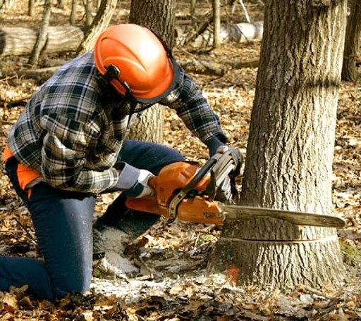 Tree Removal in Sterling, KS